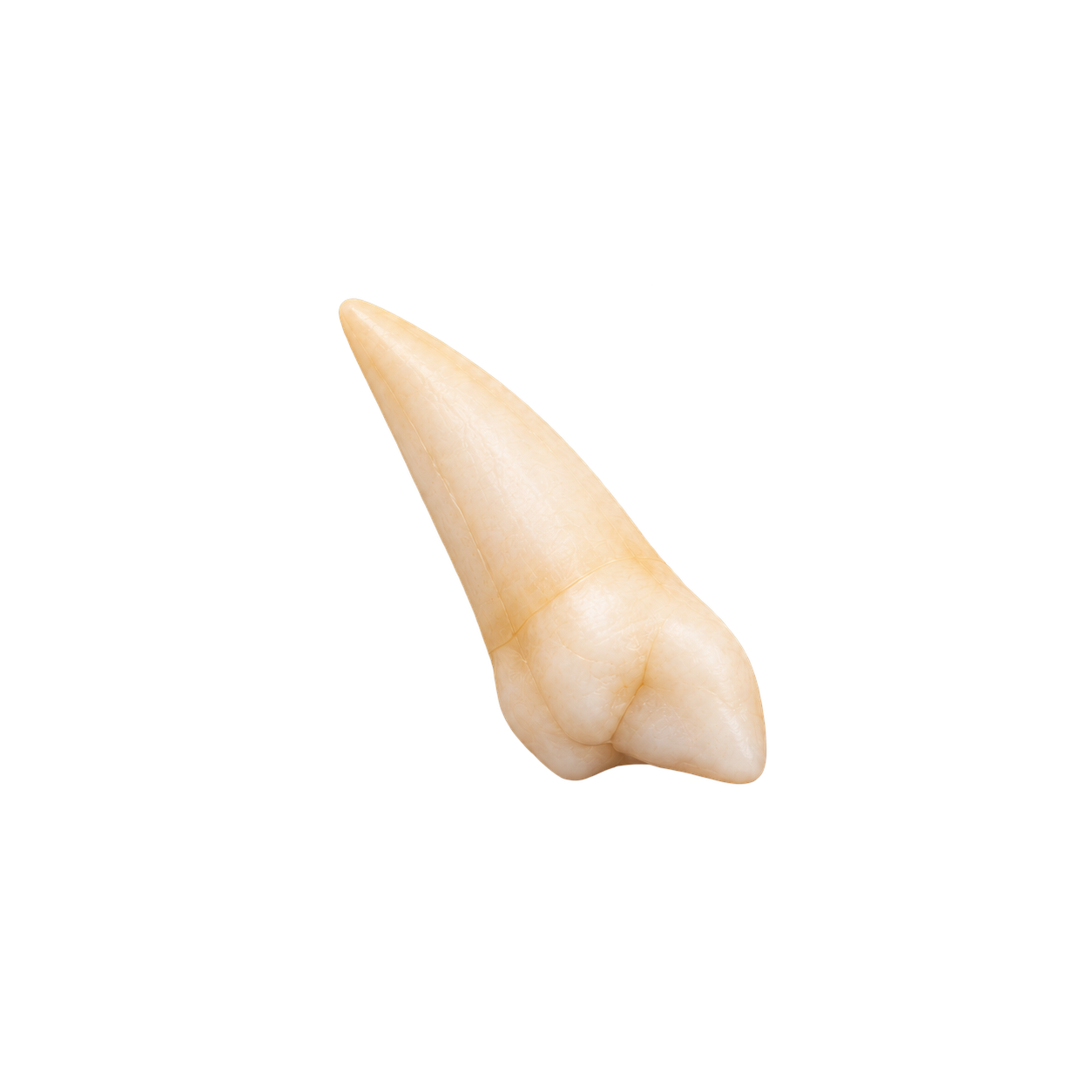 A frosted matte tooth drawn from the jar